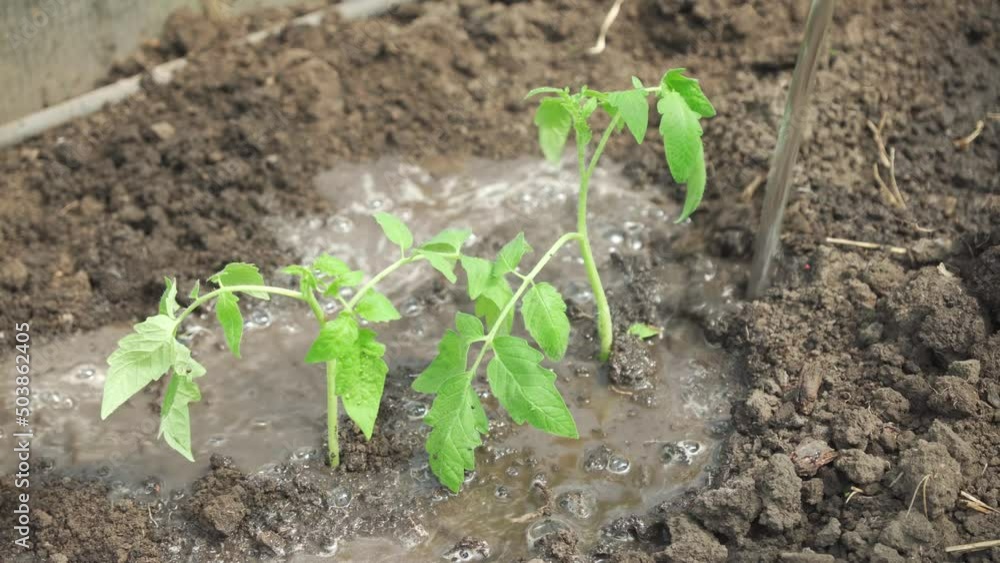 Watering tomato seedlings that have just been planted in the soil. Watering tomato seedlings that have just been planted in the soil.