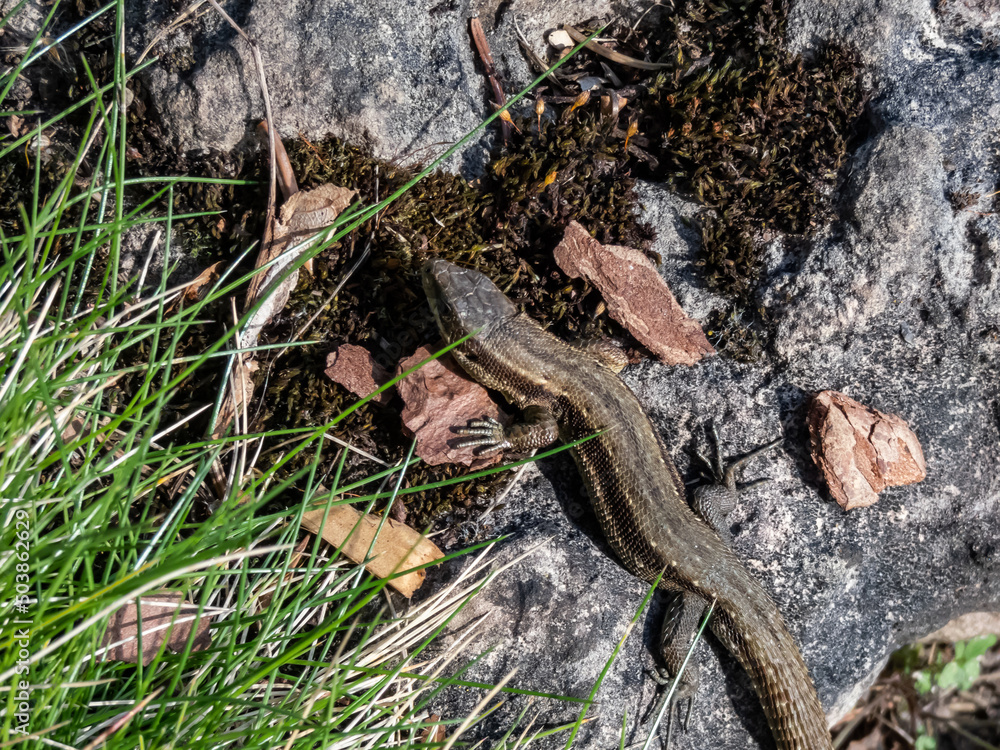Viviparous lizard or common lizard (Zootoca vivipara) sunbathing in the brigth sun on the ground in the garden in spring. Detailed view of head and eye Viviparous lizard or common lizard (Zootoca vivipara) sunbathing in the brigth sun on the ground in the garden in spring. Detailed view of head and eye