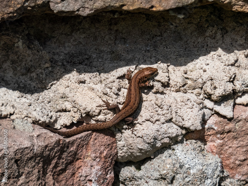 Young Viviparous lizard or common lizard  Zootoca vivipara  sunbathing in the brigth sun on the vertical rock wall in the garden in spring