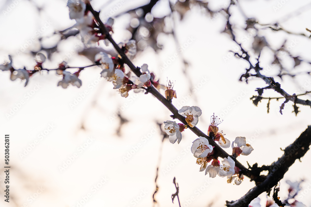 Blooming fruit tree in spring close-up against the sky Blooming fruit tree in spring close-up against the sky