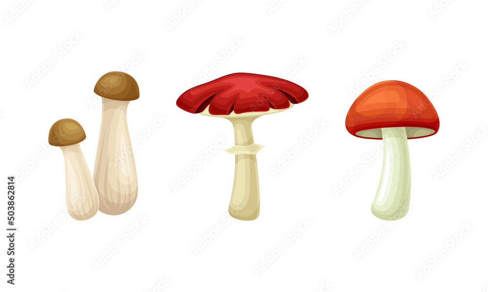 Forest Mushroom or Toadstool with Stem and Cap Isolated on White Background Vector Set Forest Mushroom or Toadstool with Stem and Cap Isolated on White Background Vector Set