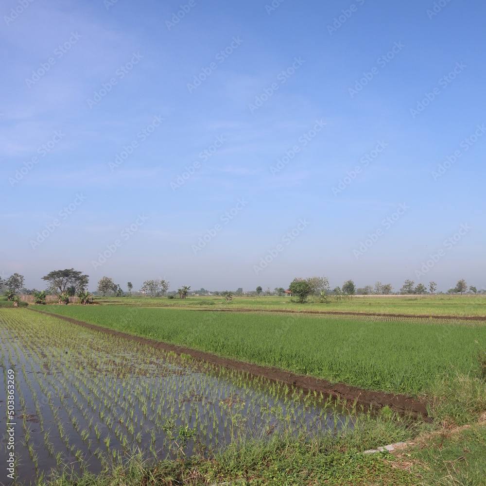 landscape with a paddy field