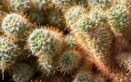 Cactus with needles in the garden.