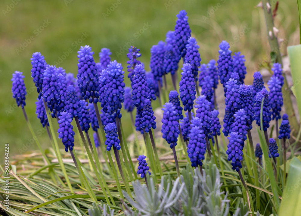 Grape Hyacinth Muscari Armeniacum Flowering In Early Spring.