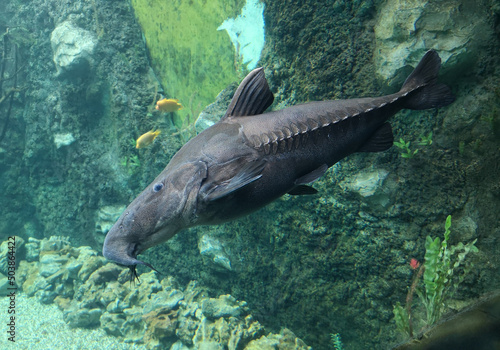 Sturgeon fish swims in the water