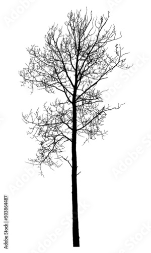 Silhouette of a tree on a white background. Realistic black and white illustration of aspen.