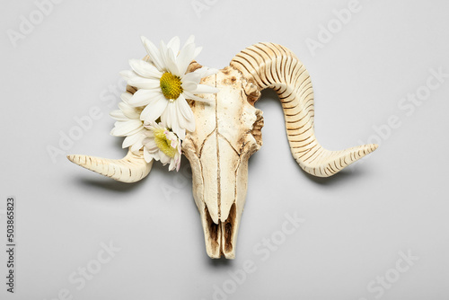 Slika na platnu Skull of sheep and flowers on grey background