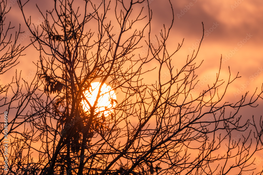 Dramatic sunset through tree branches close-up. An epic dawn, sunset appears over a leafless forest. Dramatic sunset through tree branches close-up. An epic dawn, sunset appears over a leafless forest.