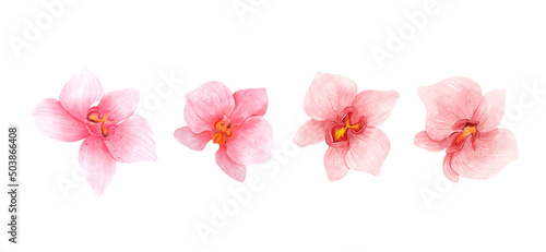 Fototapeta Naklejka Na Ścianę i Meble -  Pink Orchid flowers watercolor collection. Set of romantic flowers isolated on white background. Vector illustration
