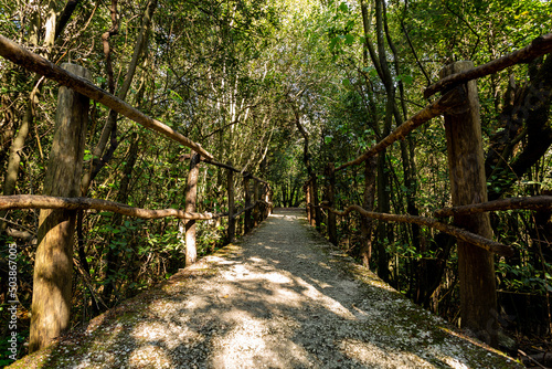 Wooden bridge in forest for hiking in wild nature.