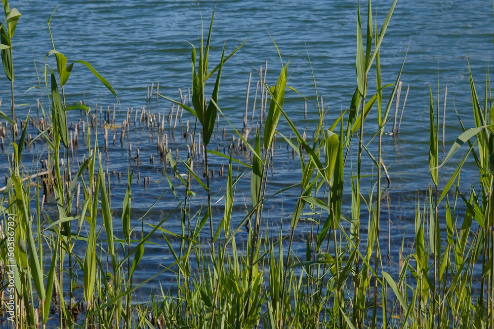 green reeds on a background of blue water. green spring grass on water background green reeds on a background of blue water. green spring grass on water background