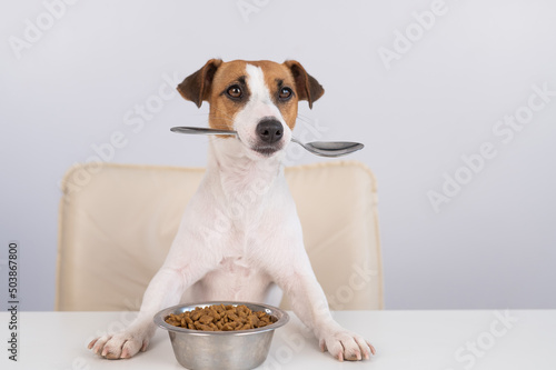 Jack Russell Terrier dog sits at a dinner table with a bowl of dry food and holds a spoon in his mouth.  © Михаил Решетников