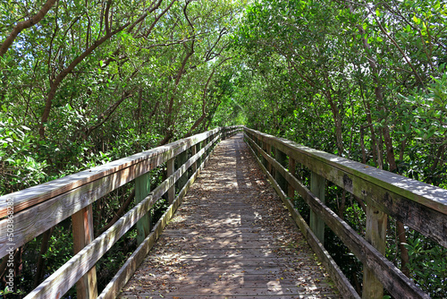 Elevated wooden walkway between trees