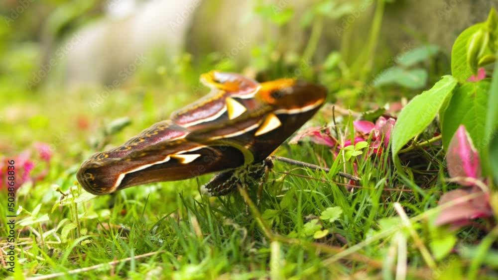 Attacus atlas butterfly also known as Atlas Moth resting on green grass in tropical forest. Wildlife exotic insects high quality 4K footage concept, Thailand. Attacus atlas butterfly also known as Atlas Moth resting on green grass in tropical forest. Wildlife exotic insects high quality 4K footage concept, Thailand.