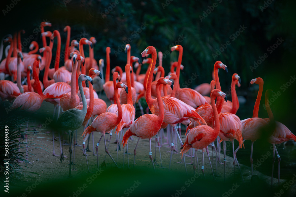 Obraz premium A flock of pink flamingos. Pink flamingo beauty birds. Caribbean flamingo. Big bird is relaxing enjoying the summertime. Green nature background.