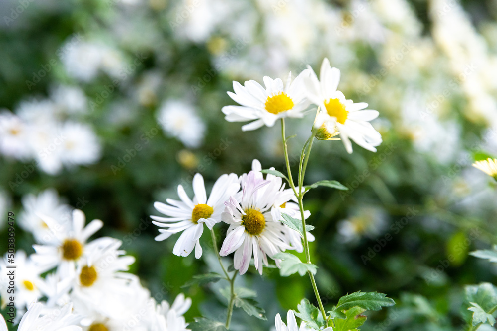 Familiar Wildflowers in East Asian Fields Familiar Wildflowers in East Asian Fields
