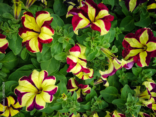 Background of colorful petunia flowers