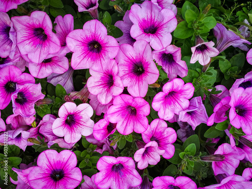 Background of colorful petunia flowers