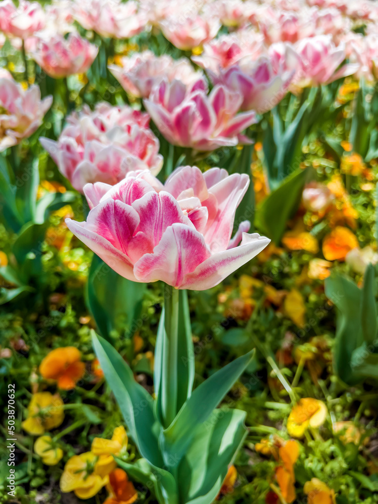 Beautiful Pink Tulips Field in a Spring Blooming Garden Beautiful Pink Tulips Field in a Spring Blooming Garden