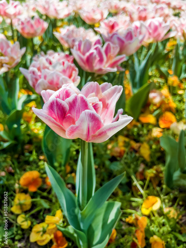 Wallpaper Mural Beautiful Pink Tulips Field  in a Spring Blooming  Garden Torontodigital.ca