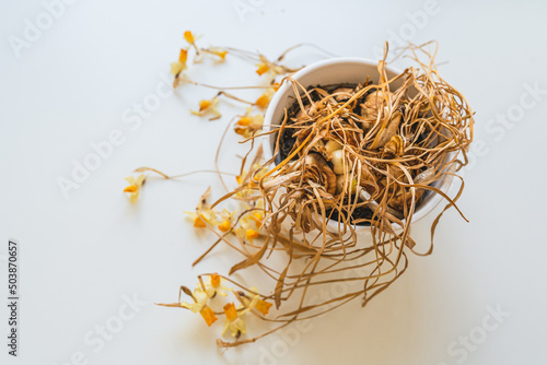 Withered dry daffodil on stems in flower pot