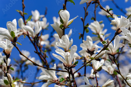 Branches with blooming Magnolia stellata Royal Star or Star Magnolia against the blue sky. Spring season, sweet fragrance. 