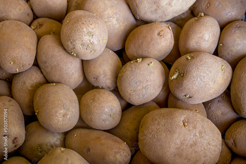 Selective focus. Potato. Planting potatoes. The concept of agriculture and gardening. Planting  growing  caring for vegetables.