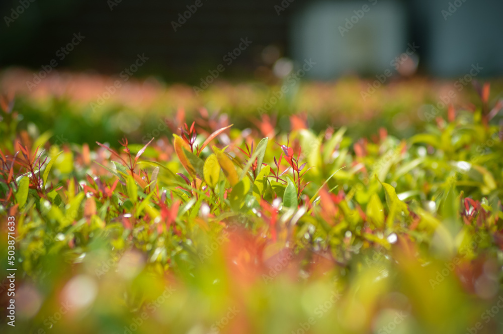 Blurry Focus Plant Bed Of Syzygium Oleina Plant Leaves On A Sunny Day Blurry Focus Plant Bed Of Syzygium Oleina Plant Leaves On A Sunny Day