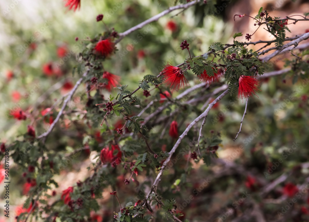 A Fairy Duster bush in bloom