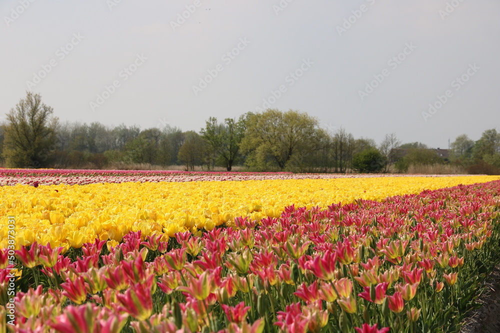 Tulpenfelder in Holland in verschiedenen Farben