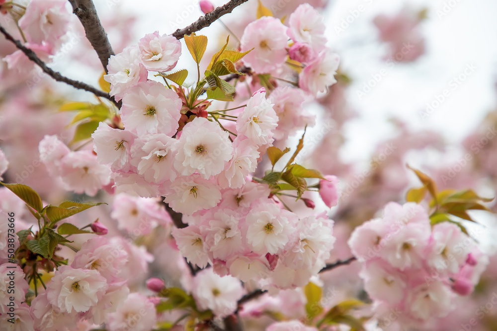 Beautiful gentle colors of the blossom tree in spring. Close up Beautiful gentle colors of the blossom tree in spring. Close up