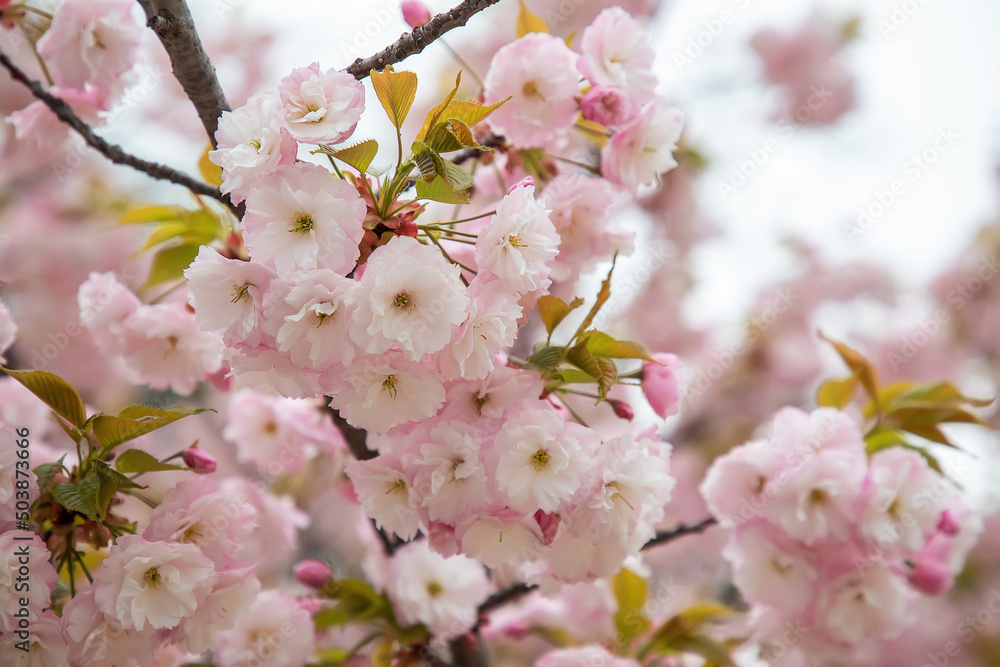 Beautiful gentle colors of the blossom tree in spring. Close up