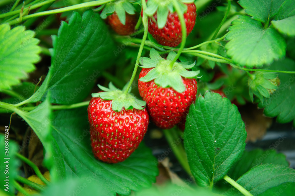 Strawberry plants already ripe to harvest Strawberry plants already ripe to harvest