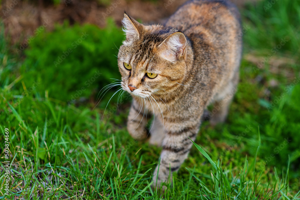 Tabby cat walking in the summer in the park on the grass