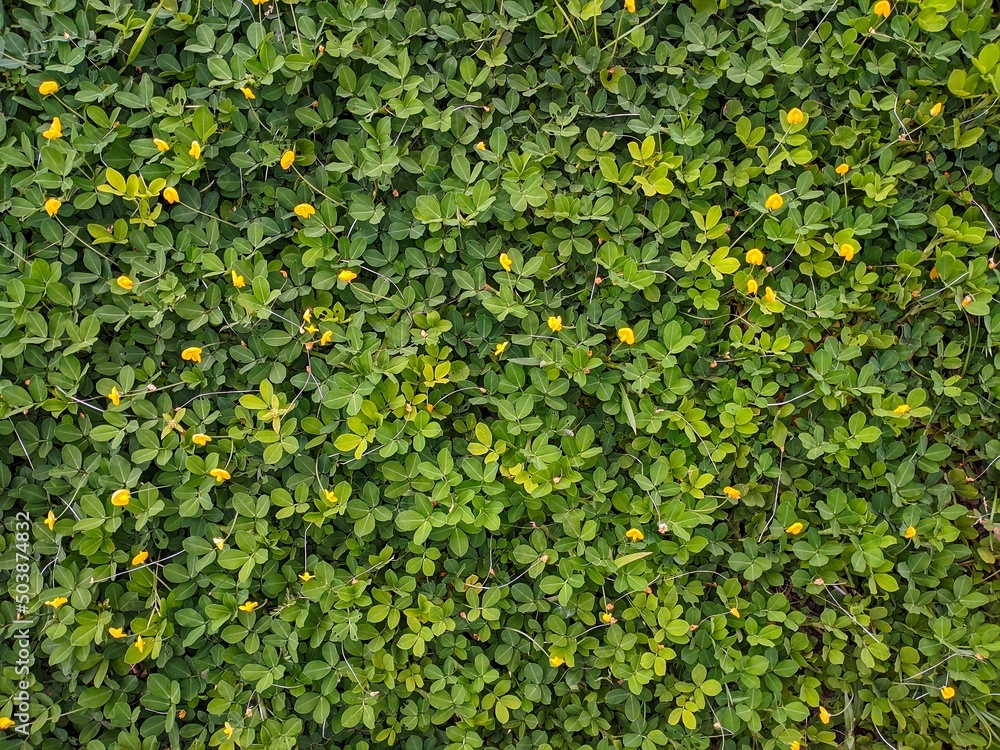 Natural leaf background with small yellow flowers Natural leaf background with small yellow flowers