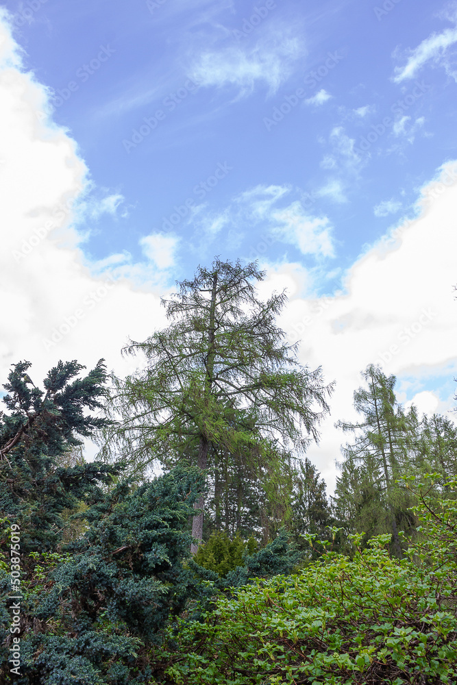 Fototapeta premium lots of trees under the blue sky