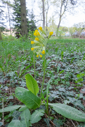 Yellow flower with large leaves