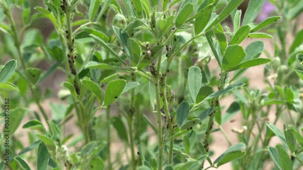 Black aphids eating on alfalfa leaves. Damaged agriculture crop from pests Black aphids eating on alfalfa leaves. Damaged agriculture crop from pests