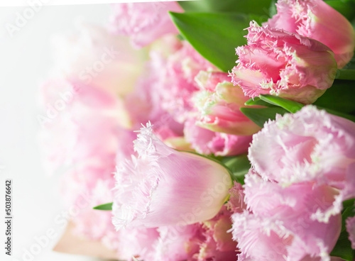 a postcard for mother's Day, Easter or women's Day. Spring tulips on a white background. Selective focus