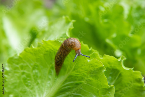 brown slug ( Arion rufus ) attack leaf of a vegetable.Agricultural pest.