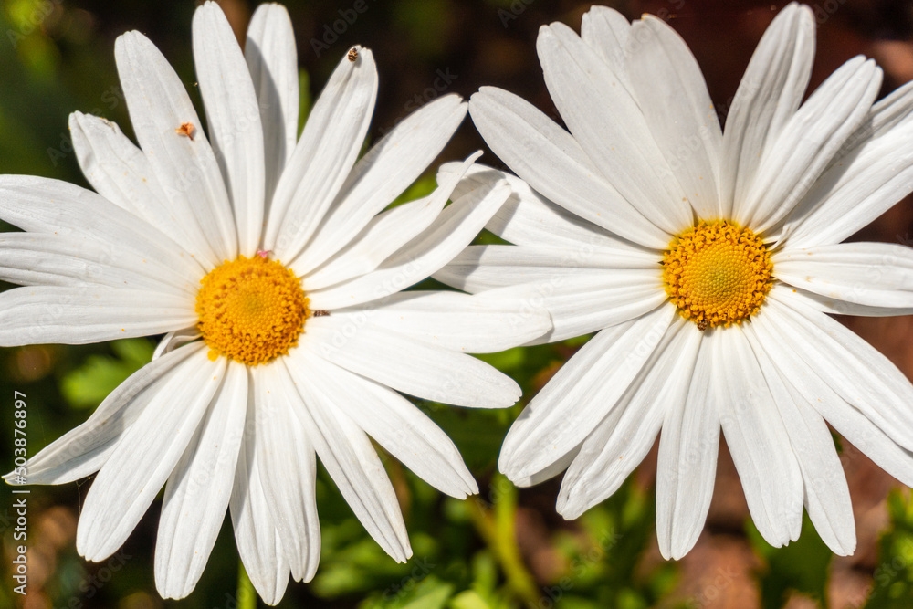 Fototapeta premium Giant daisies in the Iturraran natural park in Aia, Guipuzcoa. Basque Country