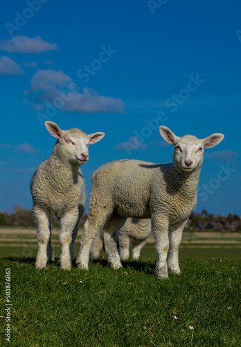 three lambs in the pasture!!