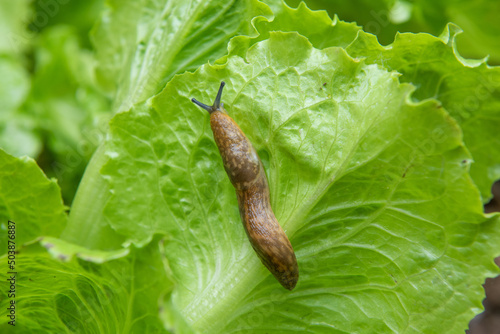brown slug ( Arion rufus ) attack leaf of a vegetable.Agricultural pest.