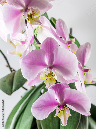 Fototapeta Naklejka Na Ścianę i Meble -  Beautiful delicate orchid flowers taken in bright light