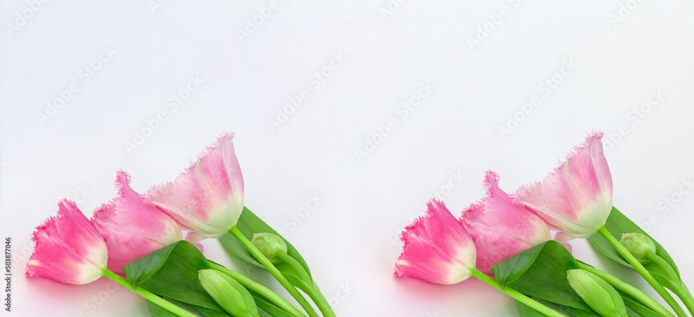 Naklejka premium tulips on a white background with a copy of the space