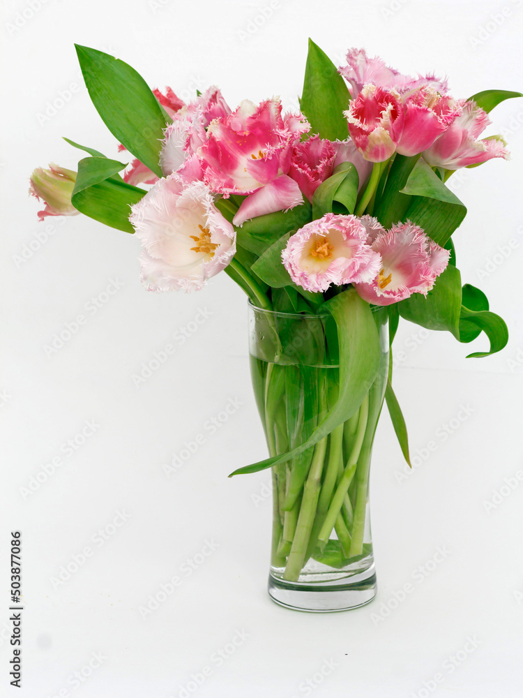 bouquet of pink tulips in a glass glass on a white background with a copy of the space