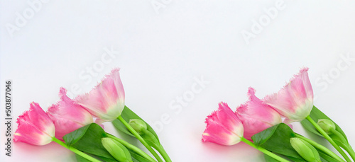 Fototapeta Naklejka Na Ścianę i Meble -  tulips on a white background with a copy of the space