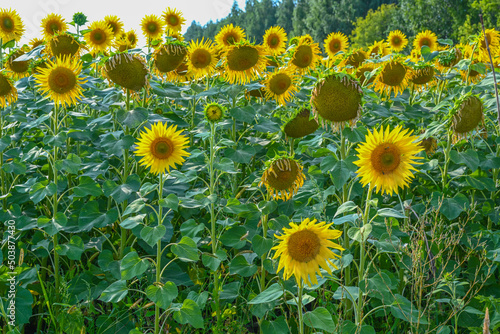 Beautiful sunflower in sunflowers field on summer with blue sky at Europe. Sunflowers cultivation.