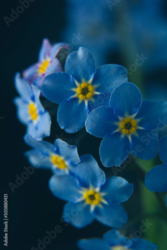 Little blue flowers Forget me not spring bouquet on dark background. Abstract floral background. Selective focus