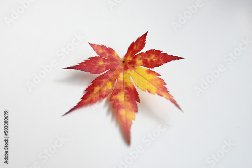 Acer érable du Japon - feuilles d'automne sous la pluie